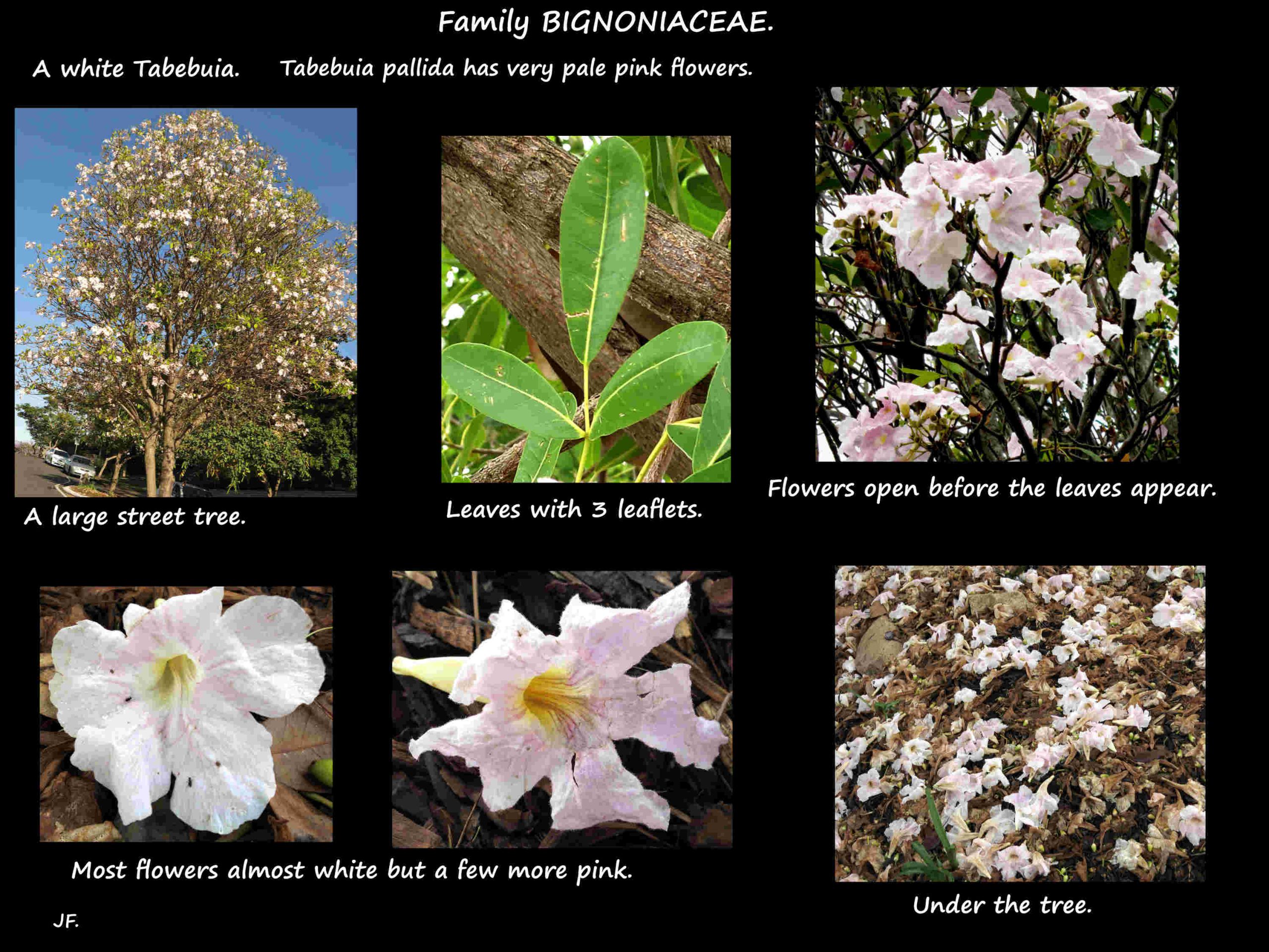 White Tabebuia